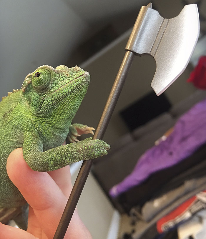 Someone Just Noticed That Chameleons Will Hold Onto Anything You Give Them, And It's Hilarious Someone Just Noticed That Chameleons Will Hold Onto Anything You Give Them, And It's Hilarious