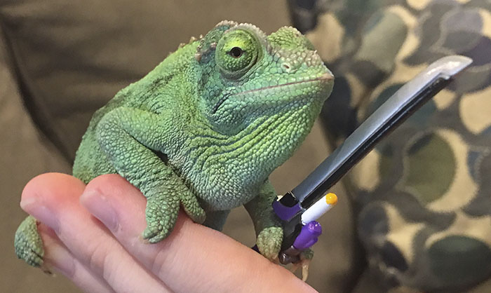 Someone Just Noticed That Chameleons Will Hold Onto Anything You Give Them, And It's Hilarious Someone Just Noticed That Chameleons Will Hold Onto Anything You Give Them, And It's Hilarious