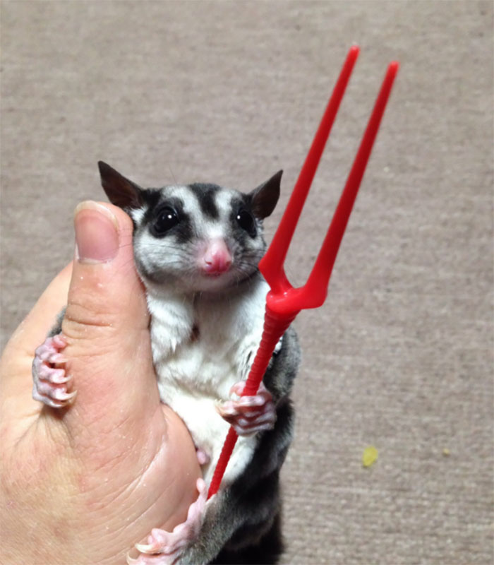 Someone Just Noticed That Chameleons Will Hold Onto Anything You Give Them, And It's Hilarious Someone Just Noticed That Chameleons Will Hold Onto Anything You Give Them, And It's Hilarious