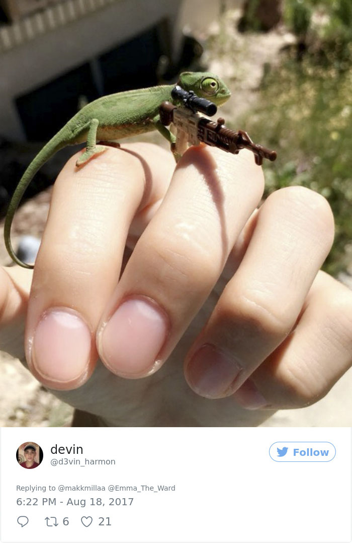 Someone Just Noticed That Chameleons Will Hold Onto Anything You Give Them, And It's Hilarious Someone Just Noticed That Chameleons Will Hold Onto Anything You Give Them, And It's Hilarious