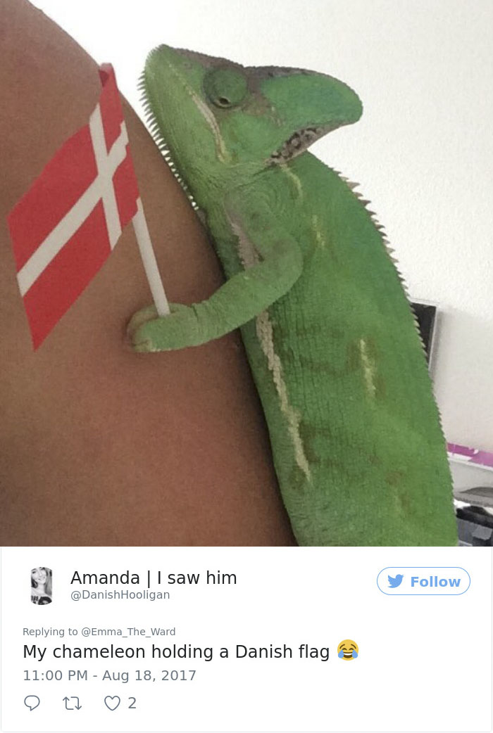 Someone Just Noticed That Chameleons Will Hold Onto Anything You Give Them, And It's Hilarious Someone Just Noticed That Chameleons Will Hold Onto Anything You Give Them, And It's Hilarious