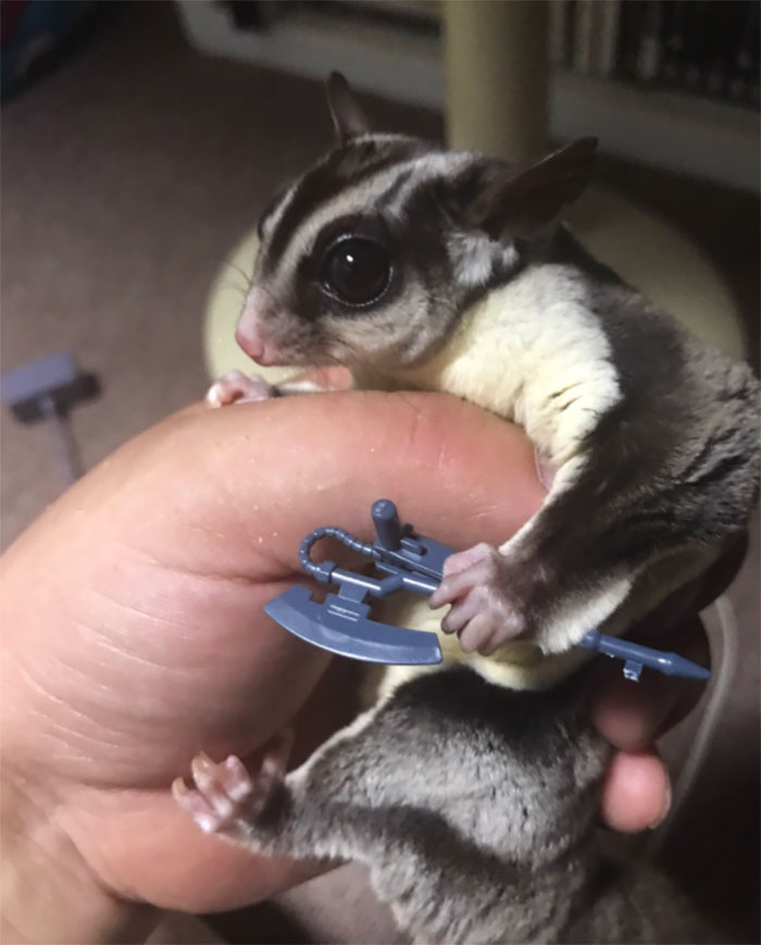 Someone Just Noticed That Chameleons Will Hold Onto Anything You Give Them, And It's Hilarious Someone Just Noticed That Chameleons Will Hold Onto Anything You Give Them, And It's Hilarious