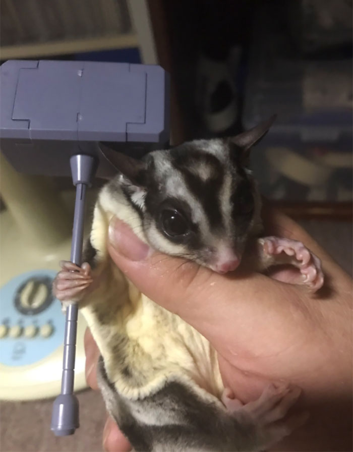 Someone Just Noticed That Chameleons Will Hold Onto Anything You Give Them, And It's Hilarious Someone Just Noticed That Chameleons Will Hold Onto Anything You Give Them, And It's Hilarious