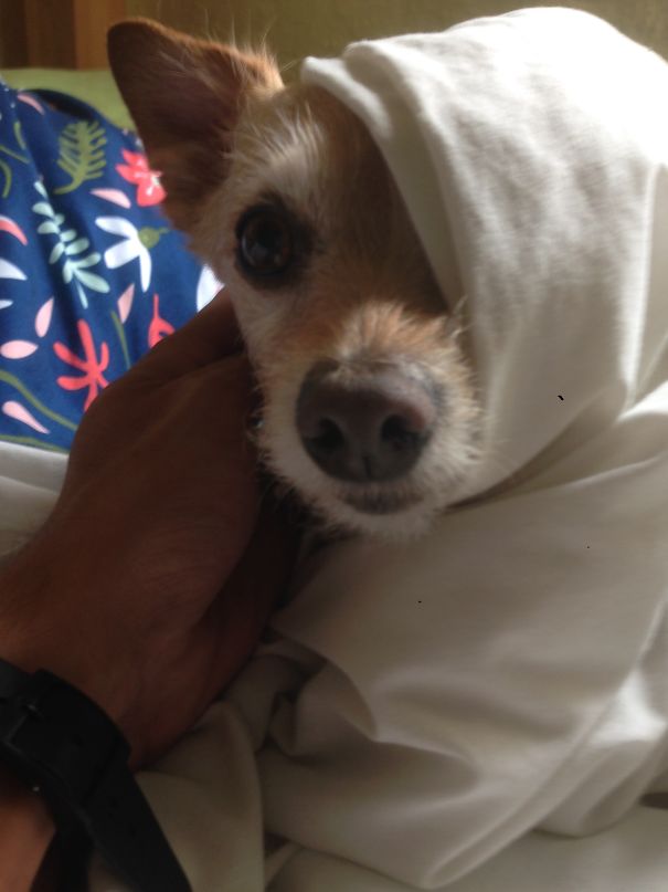 When The Dog Hears You Leave The Room...