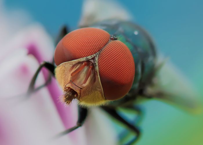 I Am Bored Macro Photographer