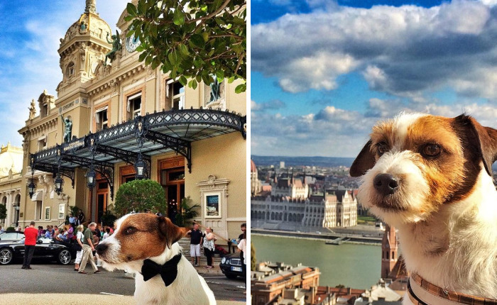 Puppy Explored 24 Countries And Is Hungry For More