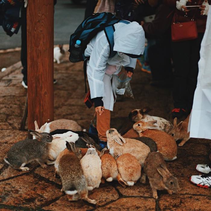 Okunoshima, Rabbit Island In Japan