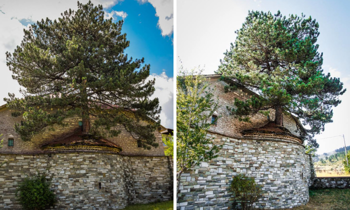 I Found A 100+ Year Old Tree Growing Inside A Church In Greece