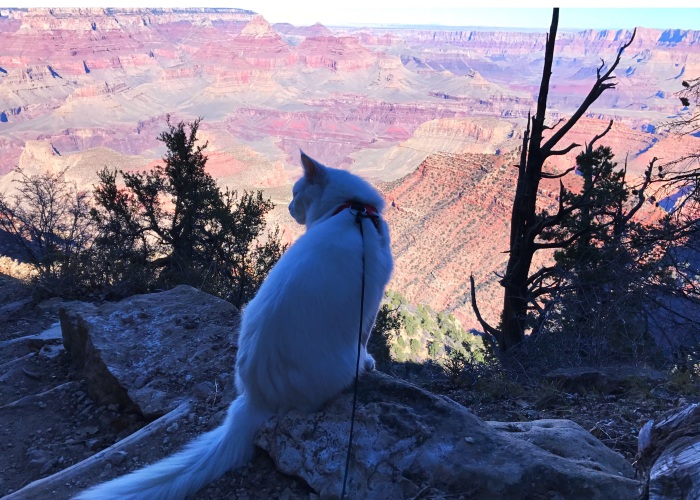 Cezar, The Most Travelled Cat In The World, With 14 Countries Under His Paws