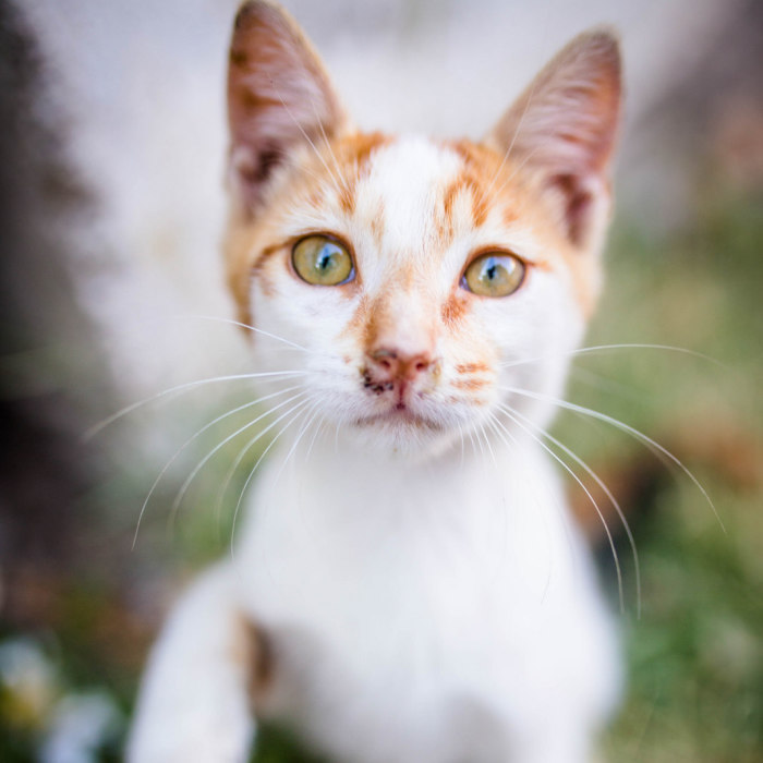 Istanbul Stray Cats With Purrrsonality