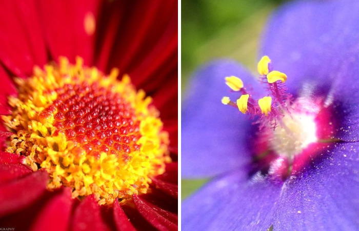 I Spend Hours Every Week Photographing This Small Beauties