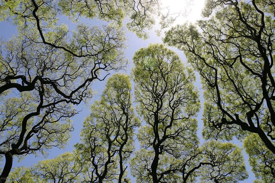 Crown Shyness Trees