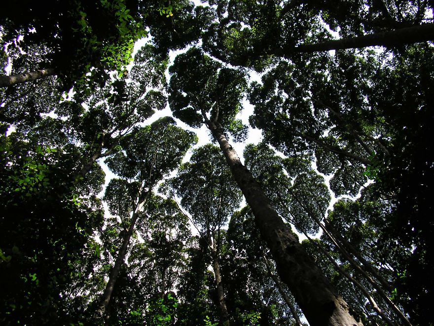 Crown Shyness Trees
