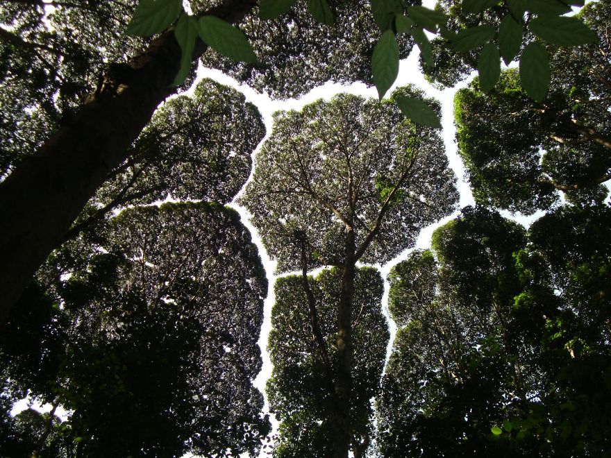 Crown Shyness Trees