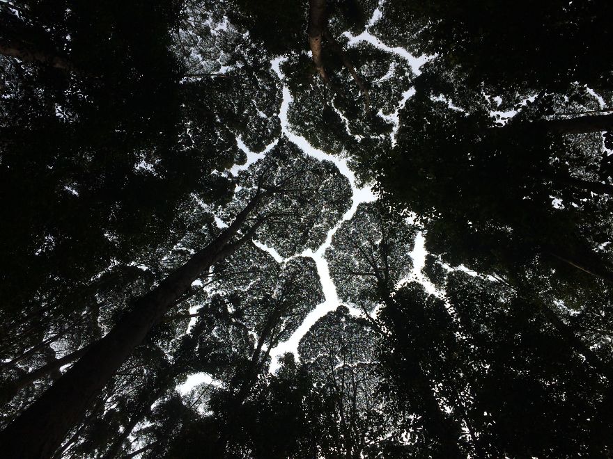 Crown Shyness Trees