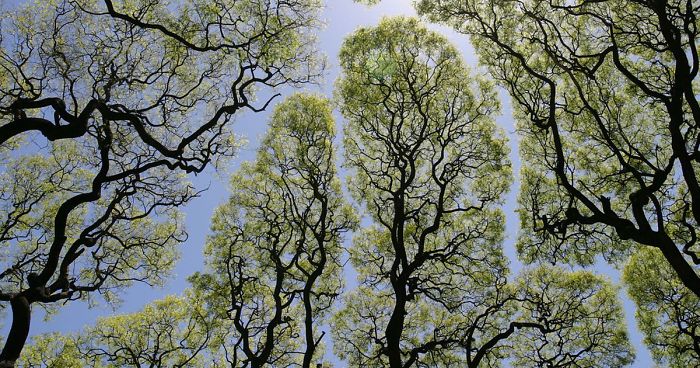 27 Amazing Examples Of “Crown Shyness”, A Phenomenon Where Trees Avoid Touching