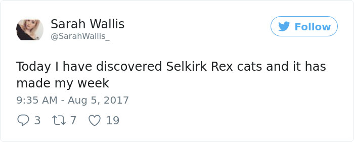 These Curly Cats Who All Descended From One Shelter Kitty Are Taking Internet By Storm