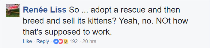 These Curly Cats Who All Descended From One Shelter Kitty Are Taking Internet By Storm