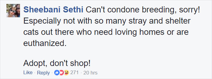 These Curly Cats Who All Descended From One Shelter Kitty Are Taking Internet By Storm