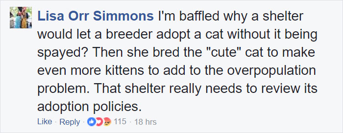 These Curly Cats Who All Descended From One Shelter Kitty Are Taking Internet By Storm