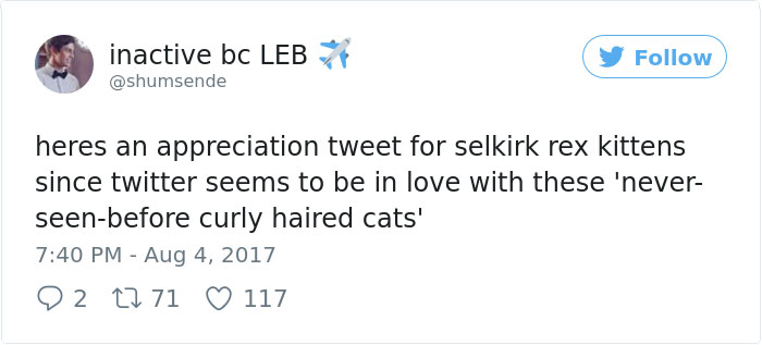 These Curly Cats Who All Descended From One Shelter Kitty Are Taking Internet By Storm