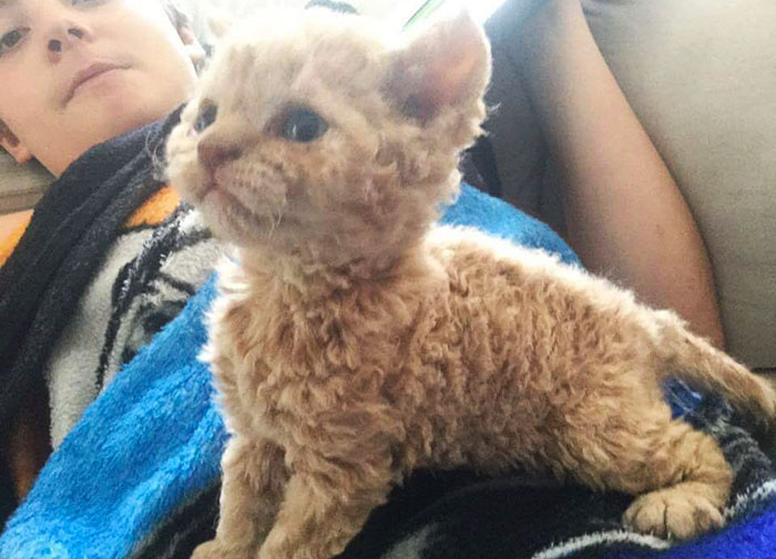 Estos gatos de pelaje rizado descienden todos de un gato rescatado, y están conquistando internet