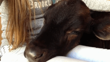 Calf Falling Asleep On Lap