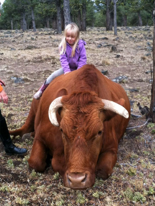 Photo Of My Niece With Pet Cow "Wilson" (We Have Had Wilson Since He Was A Calf, Abandoned By Mother... Been Family "Pet" Since)