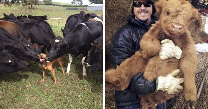 30 Adorable Cow Photos That Prove They Are Just Big Dogs