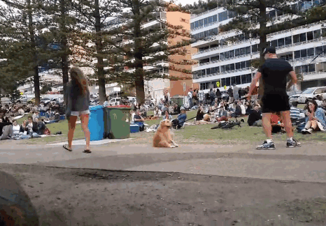 disobedient-dog-plays-dead-park-australia-kristen-bohlsen-3 disobedient-dog-plays-dead-park-australia-kristen-bohlsen-3