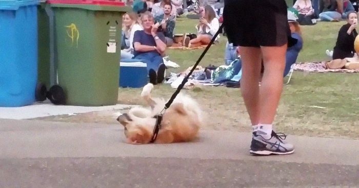 Dog Plays Dead So She Wouldn’t Have To Leave Park, And It’s Hilarious