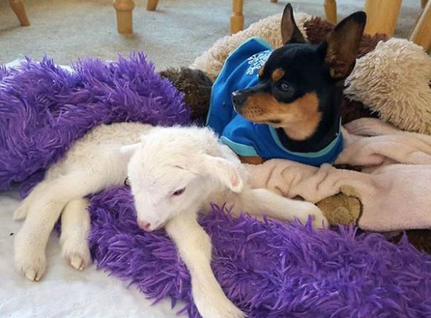 This Dog Has Just Lost His Best Friend, So They Gave Him A Plushie That Looks Just Like Her This Dog Has Just Lost His Best Friend, So They Gave Him A Plushie That Looks Just Like Her