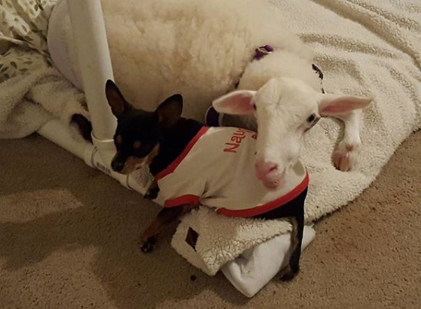 This Dog Has Just Lost His Best Friend, So They Gave Him A Plushie That Looks Just Like Her This Dog Has Just Lost His Best Friend, So They Gave Him A Plushie That Looks Just Like Her
