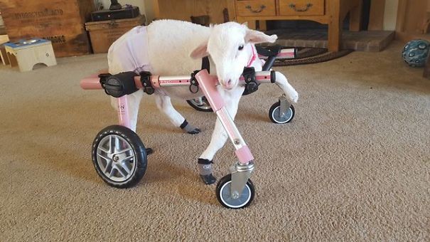 This Dog Has Just Lost His Best Friend, So They Gave Him A Plushie That Looks Just Like Her This Dog Has Just Lost His Best Friend, So They Gave Him A Plushie That Looks Just Like Her
