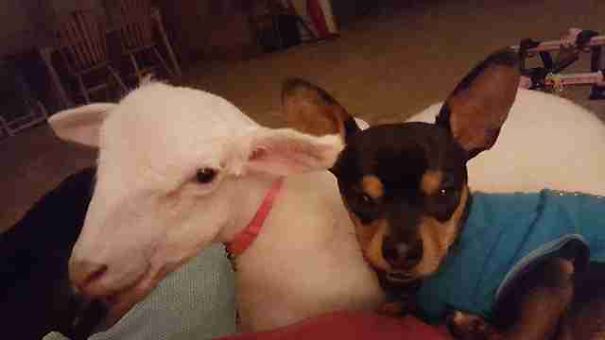 This Dog Has Just Lost His Best Friend, So They Gave Him A Plushie That Looks Just Like Her This Dog Has Just Lost His Best Friend, So They Gave Him A Plushie That Looks Just Like Her