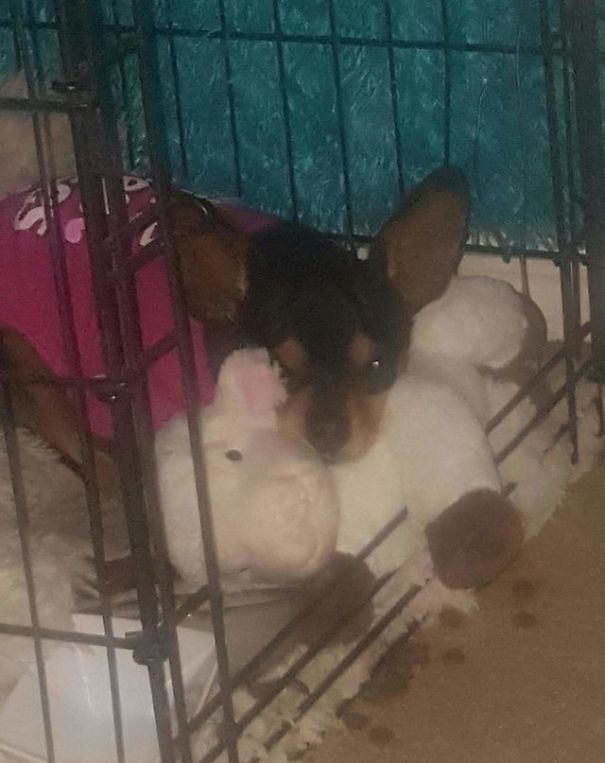 This Dog Has Just Lost His Best Friend, So They Gave Him A Plushie That Looks Just Like Her This Dog Has Just Lost His Best Friend, So They Gave Him A Plushie That Looks Just Like Her