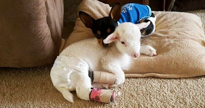 This Dog Has Just Lost His Best Friend, So They Gave Him A Plushie That Looks Just Like Her