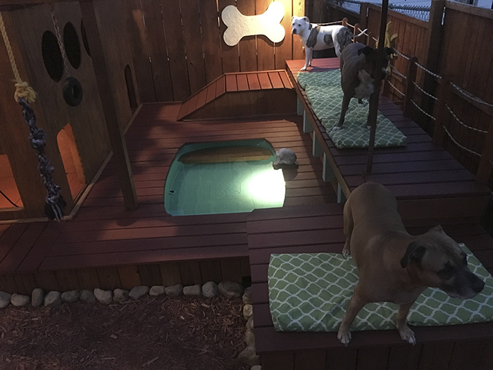 Dog Owner Transforms His Backyard Into A Large Playground With Private Pool For His 4 Dogs Dog Owner Transforms His Backyard Into A Large Playground With Private Pool For His 4 Dogs