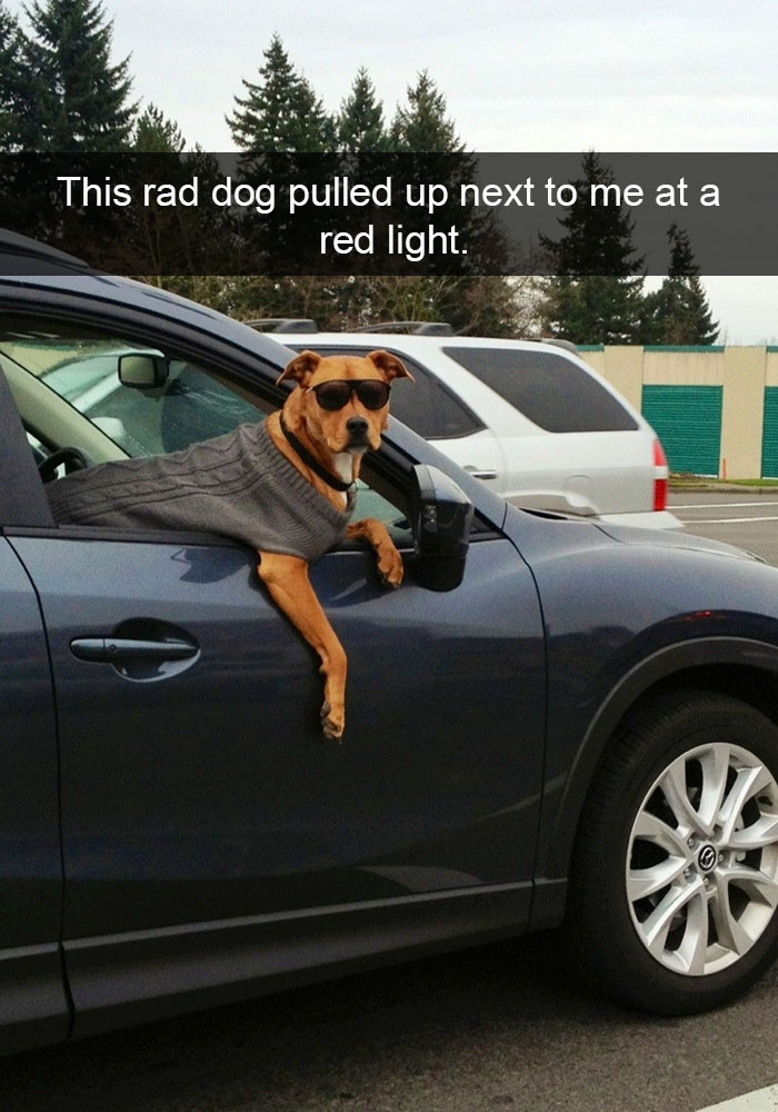 Dog-snapchats