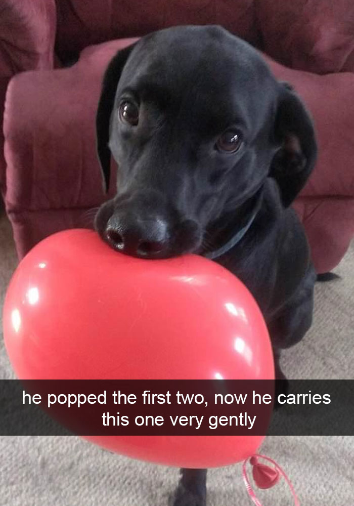 Dog Snapchat