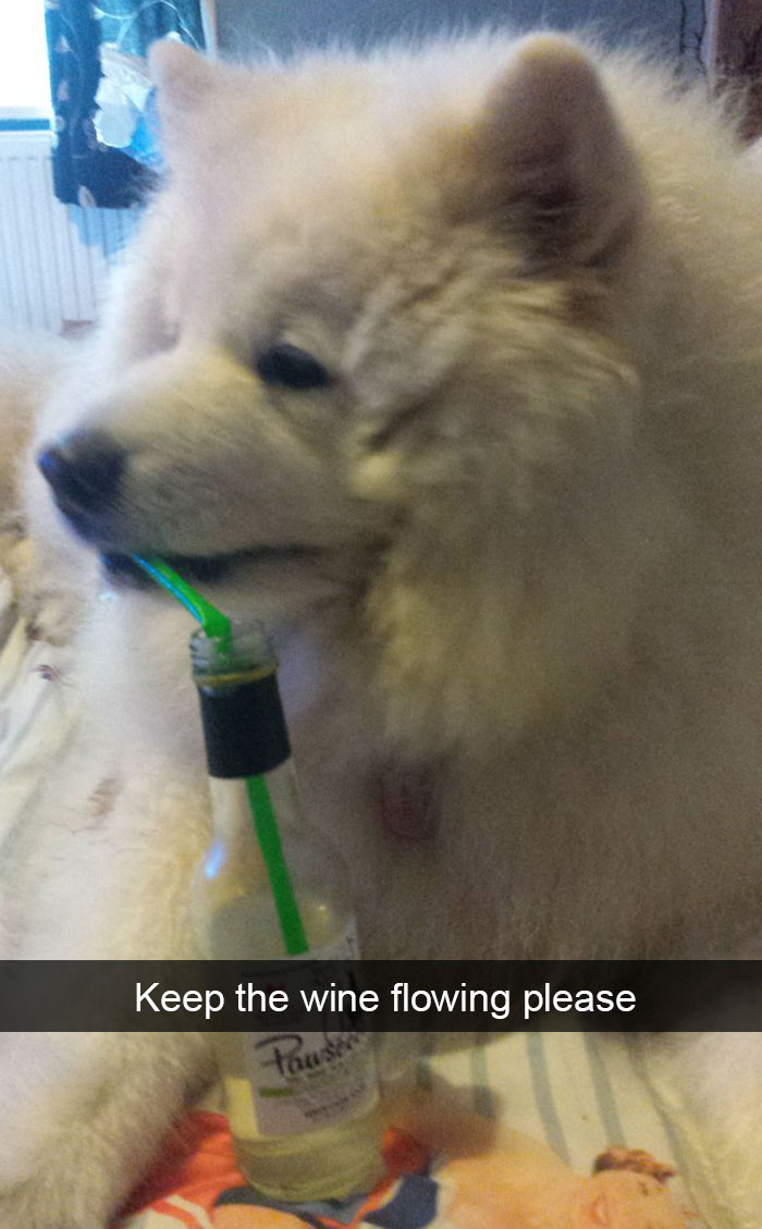 Dog-snapchats