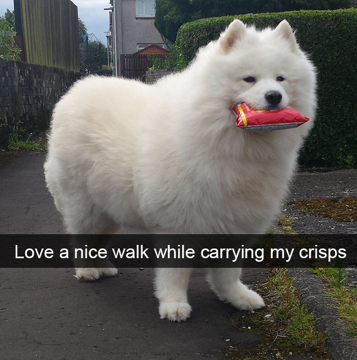 Dog-snapchats
