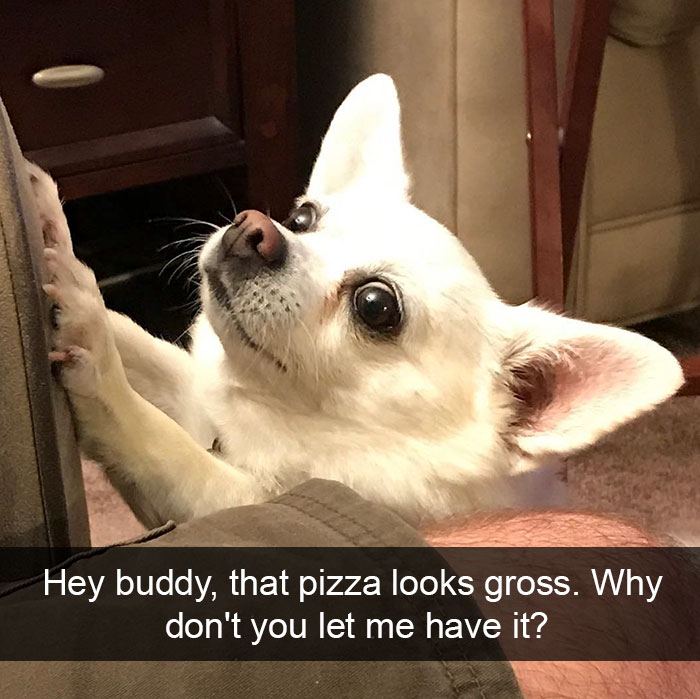 Dog-snapchats