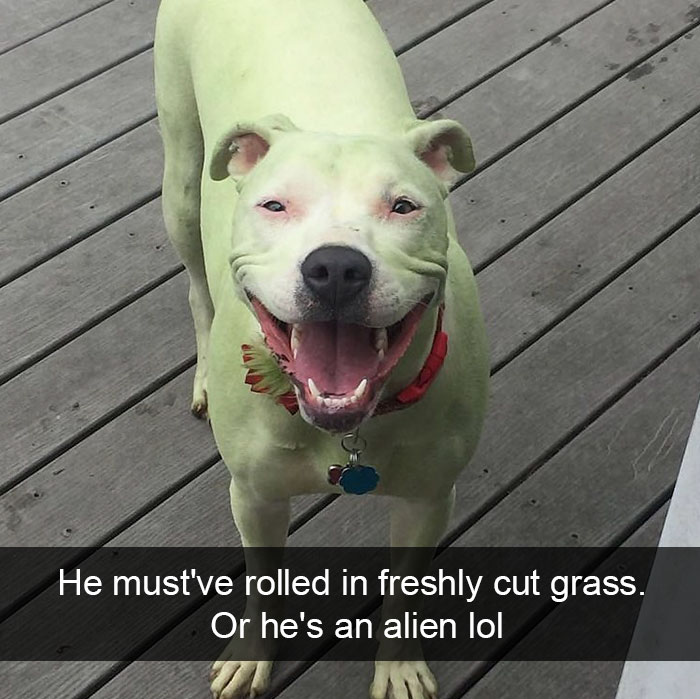 Dog-snapchats