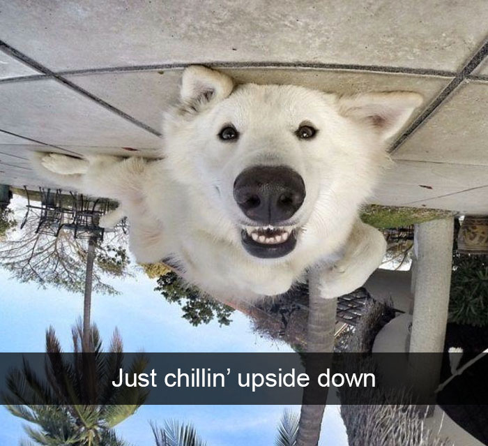 Dog-snapchats