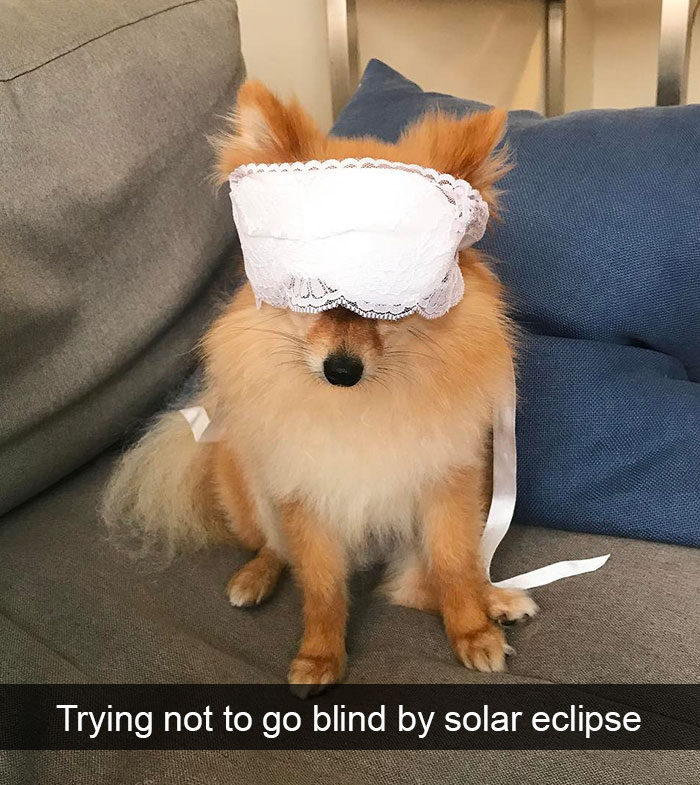 Dog-snapchats
