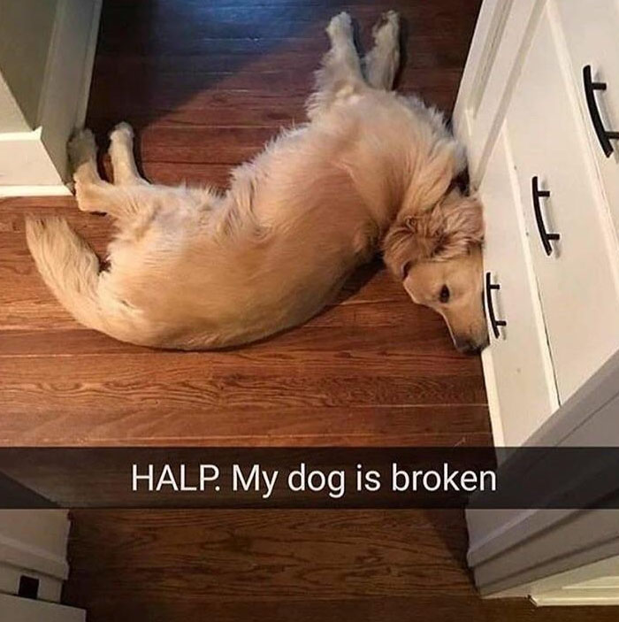 Dog-snapchats