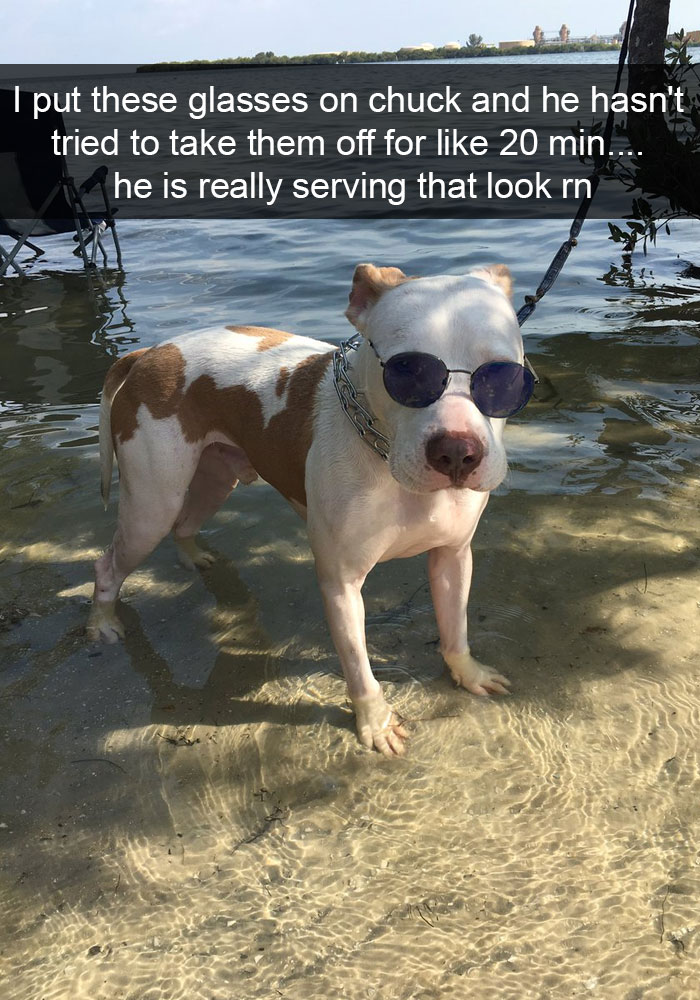 Dog-snapchats