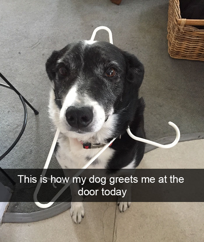 Dog-snapchats