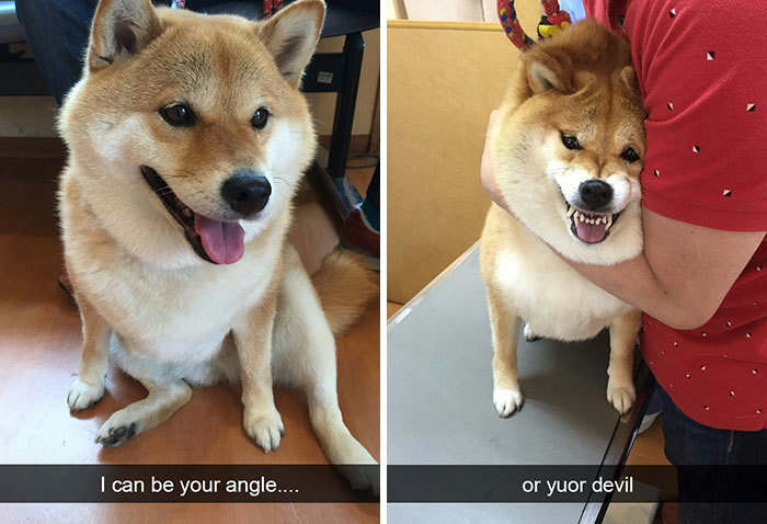 Dog-snapchats